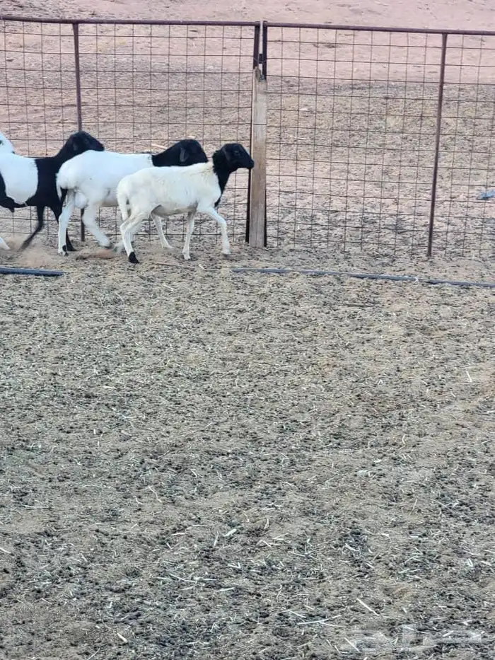 للبيع خرفان وعنز 0