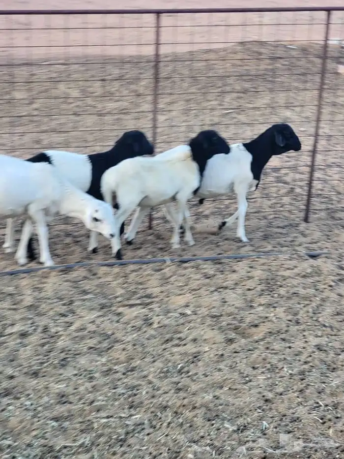 للبيع خرفان وعنز 2