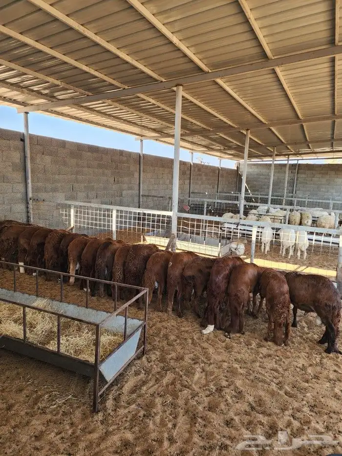 ذبايح نعيمي حري سواكني توجد الاسعار 11