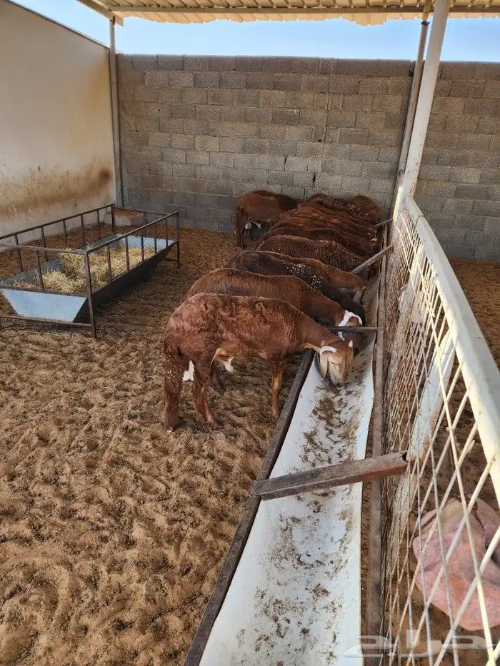 ذبايح نعيمي حري سواكني توجد الاسعار 9