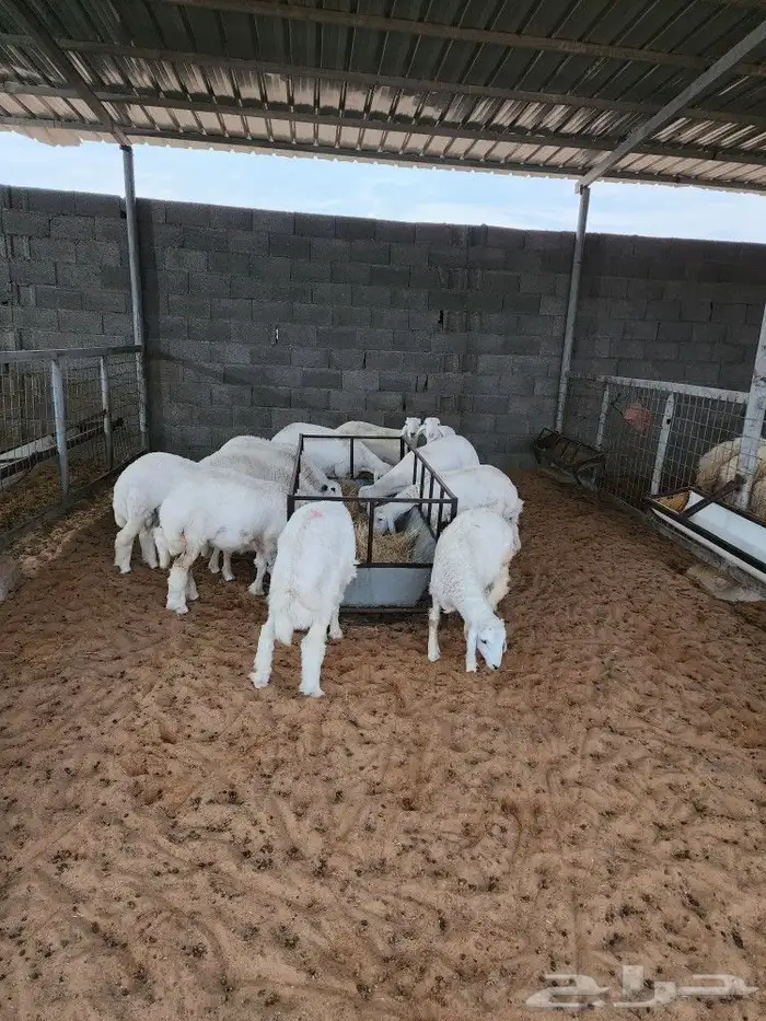 ذبايح نعيمي حري سواكني توجد الاسعار 5