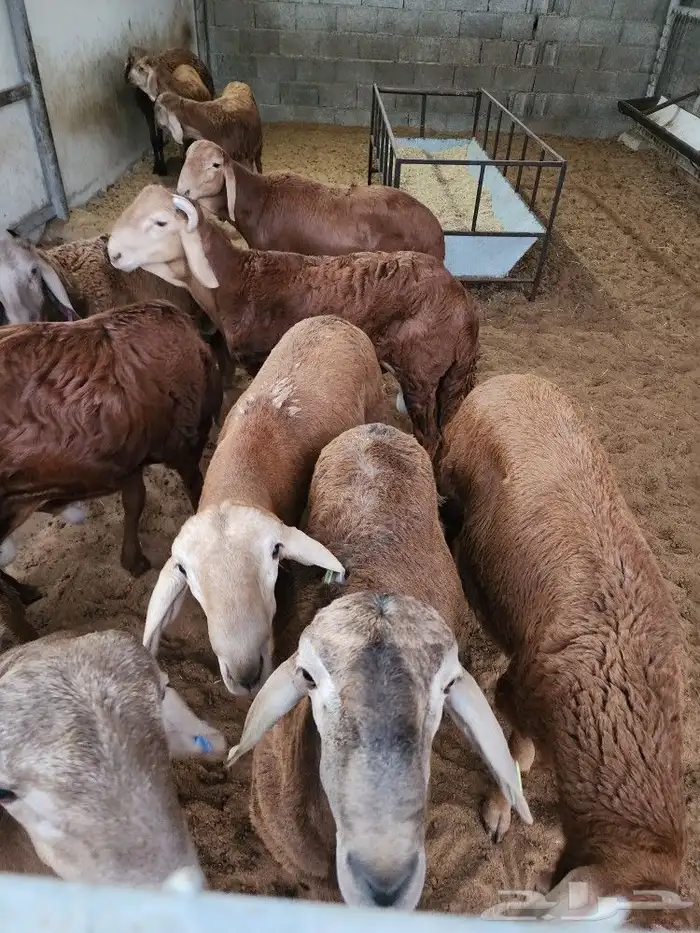 ذبايح نعيمي حري سواكني توجد الاسعار 10