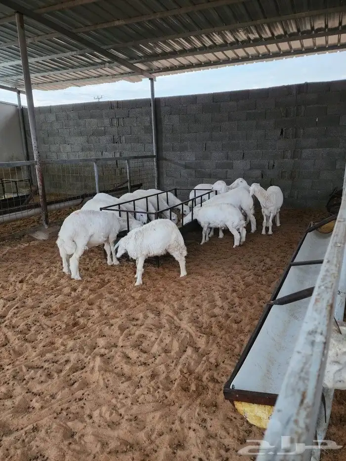 ذبايح نعيمي حري سواكني توجد الاسعار 4