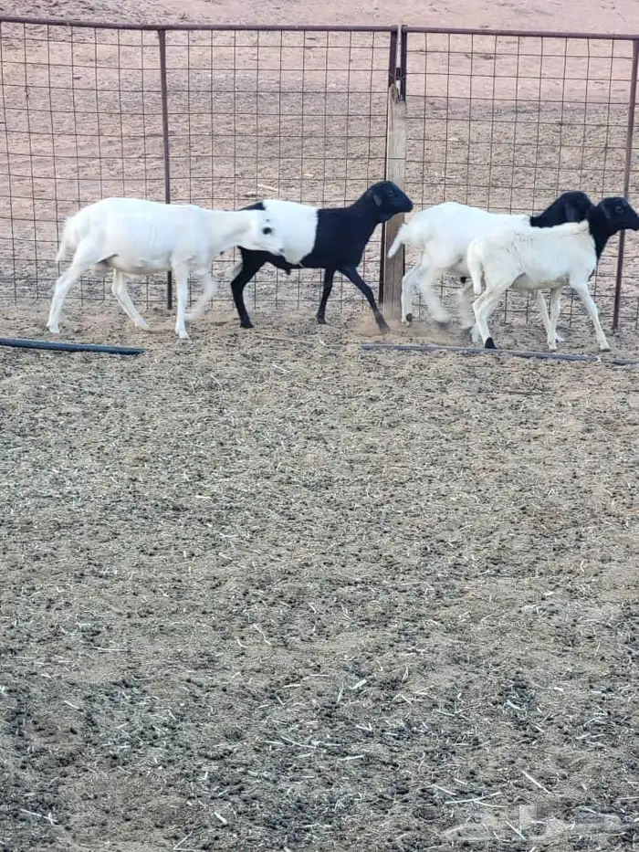 للبيع خرفان وعنز 1