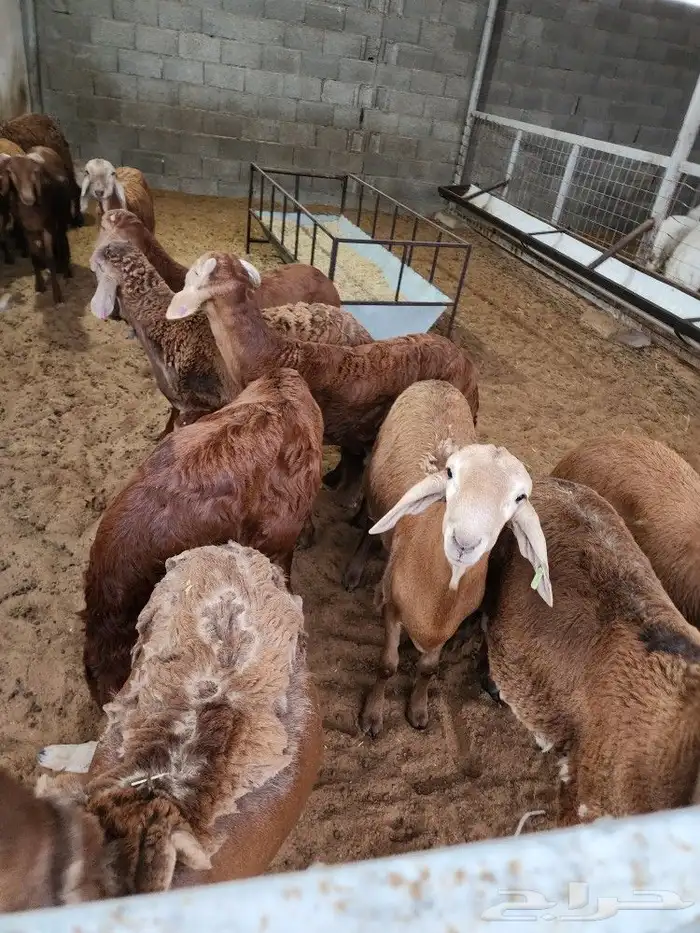 ذبايح نعيمي حري سواكني توجد الاسعار 6