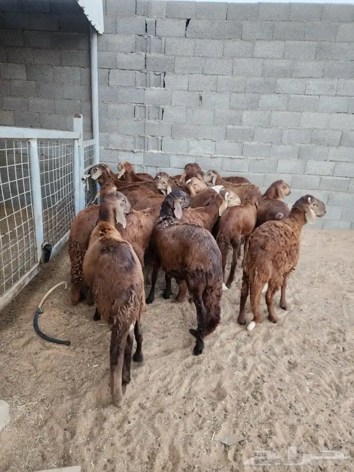 ذبايح نعيمي حري سواكني توجد الاسعار 13