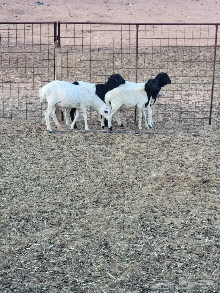 للبيع خرفان وعنز 3