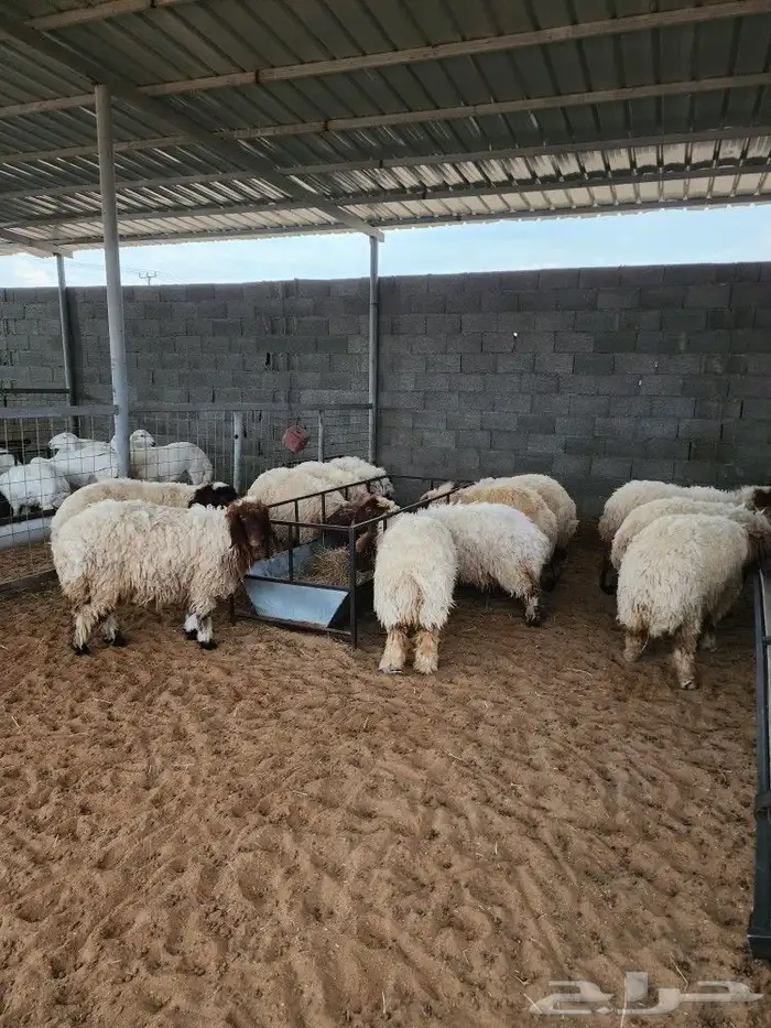 ذبايح نعيمي حري سواكني توجد الاسعار 0