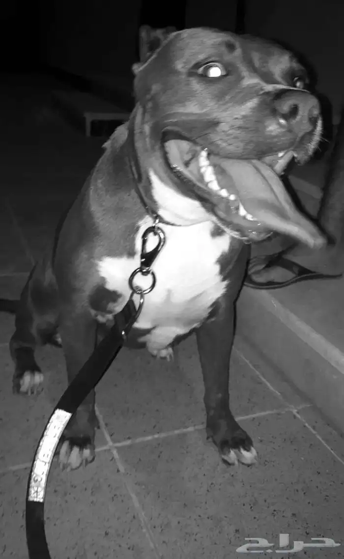 مدرب كلاب معتمد 1