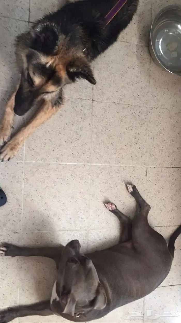 مدرب كلاب معتمد 3