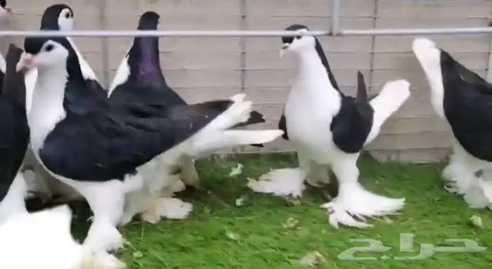 للبيع حمام شرازي 1