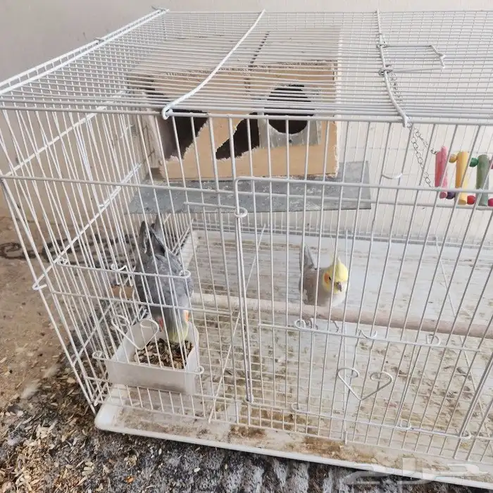 نجران حول البلد 0