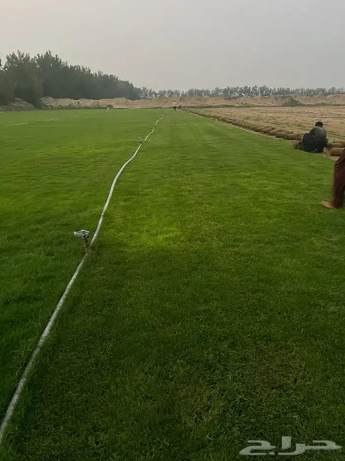 نجيله خضراء 2