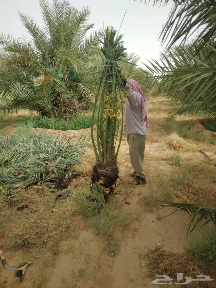 السلام عليكم ورحمه الله وبركاته عندنا نخل طيب متواجد في مكه 5
