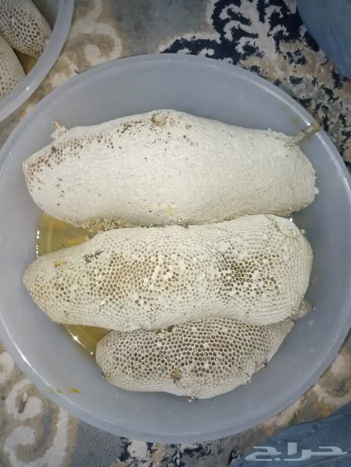 عسل سدر حر على شرط الكيلو ب 150 1