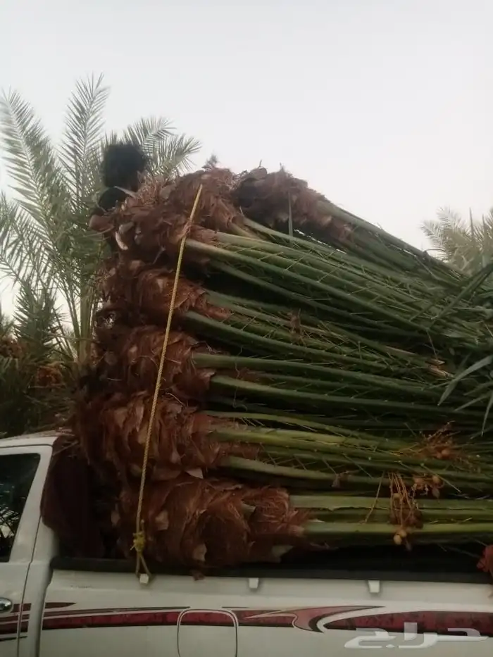 السلام عليكم ورحمه الله وبركاته عندنا نخل طيب متواجد في مكه 4