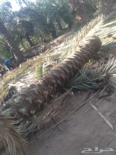 نخل نقوم بتوريد جميع انواع انخل العربي والواشنطني index