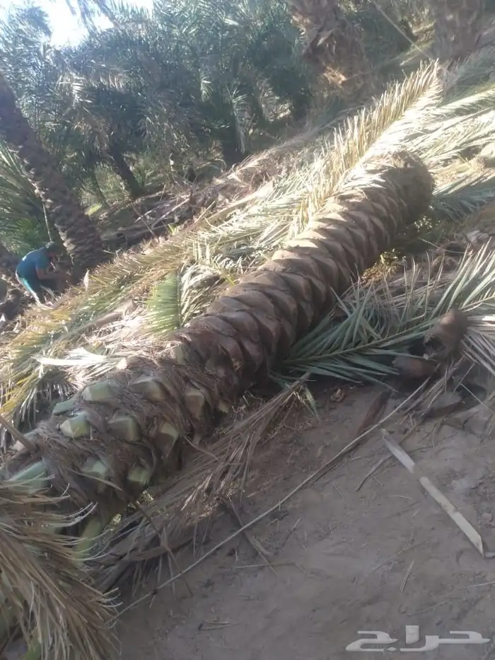 نخل نقوم بتوريد جميع انواع انخل العربي والواشنطني 1