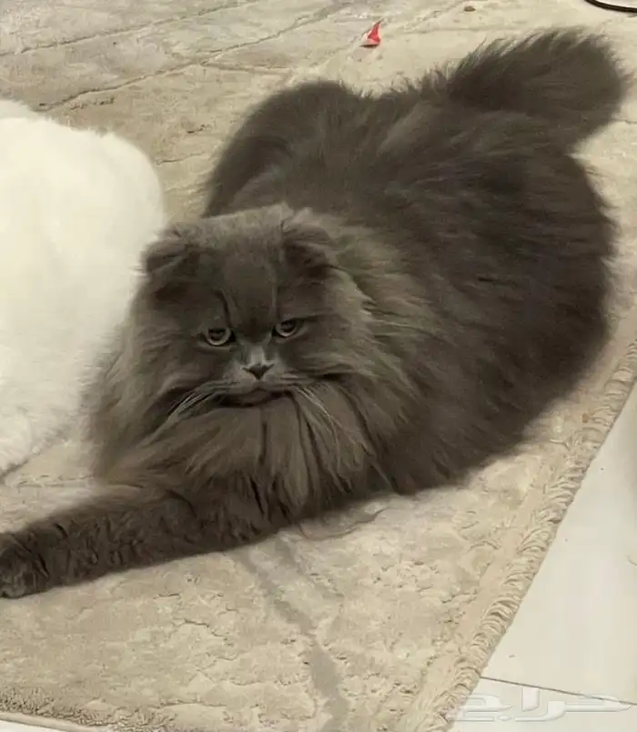 قطط للتبني 2