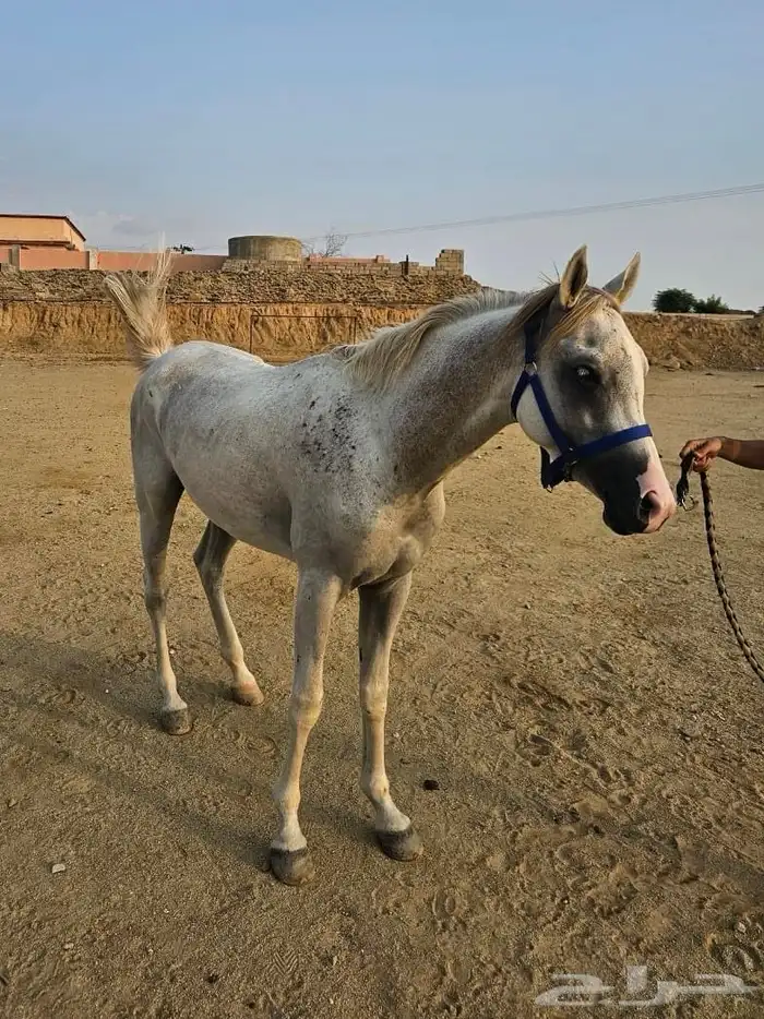 خيل شعبي 0