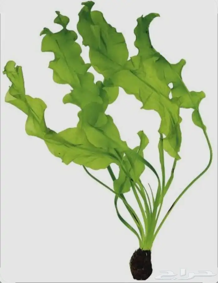 نبات مائي لاحواض السمك 0