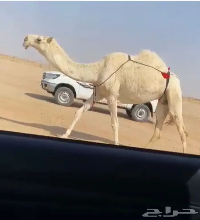 للبيع الضروبه الكفو شرط 0