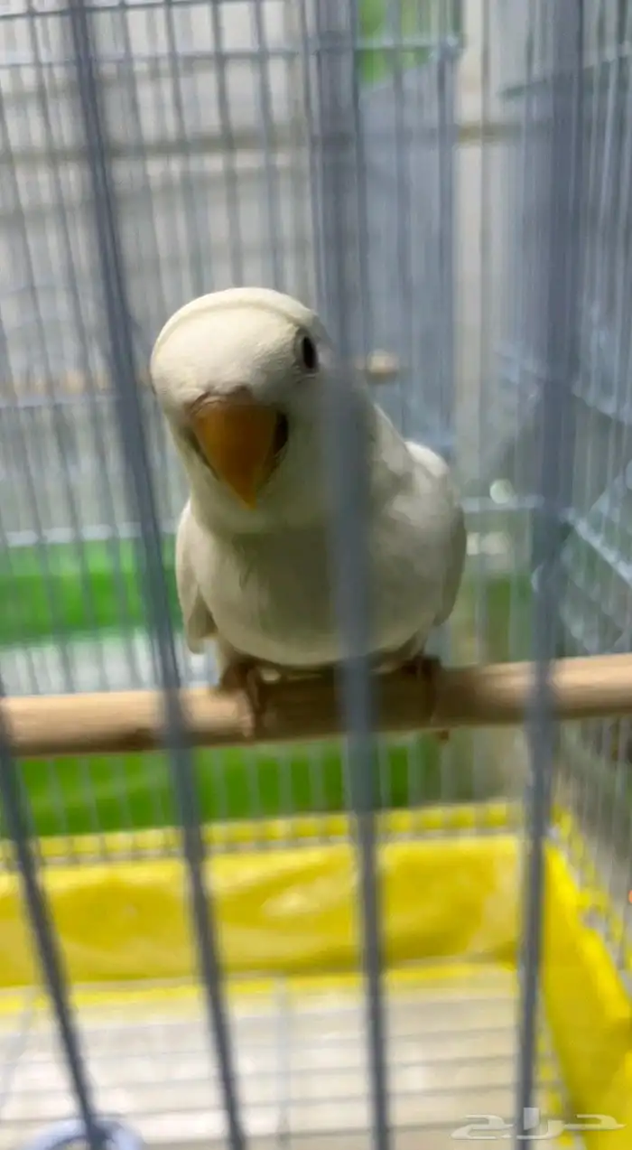 طيور روز اليفه ماشاء الله 0