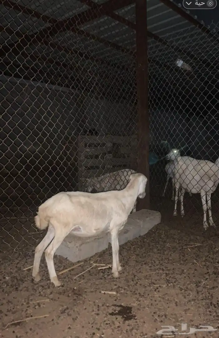 رخله عشار العمر 7 اشهر 1