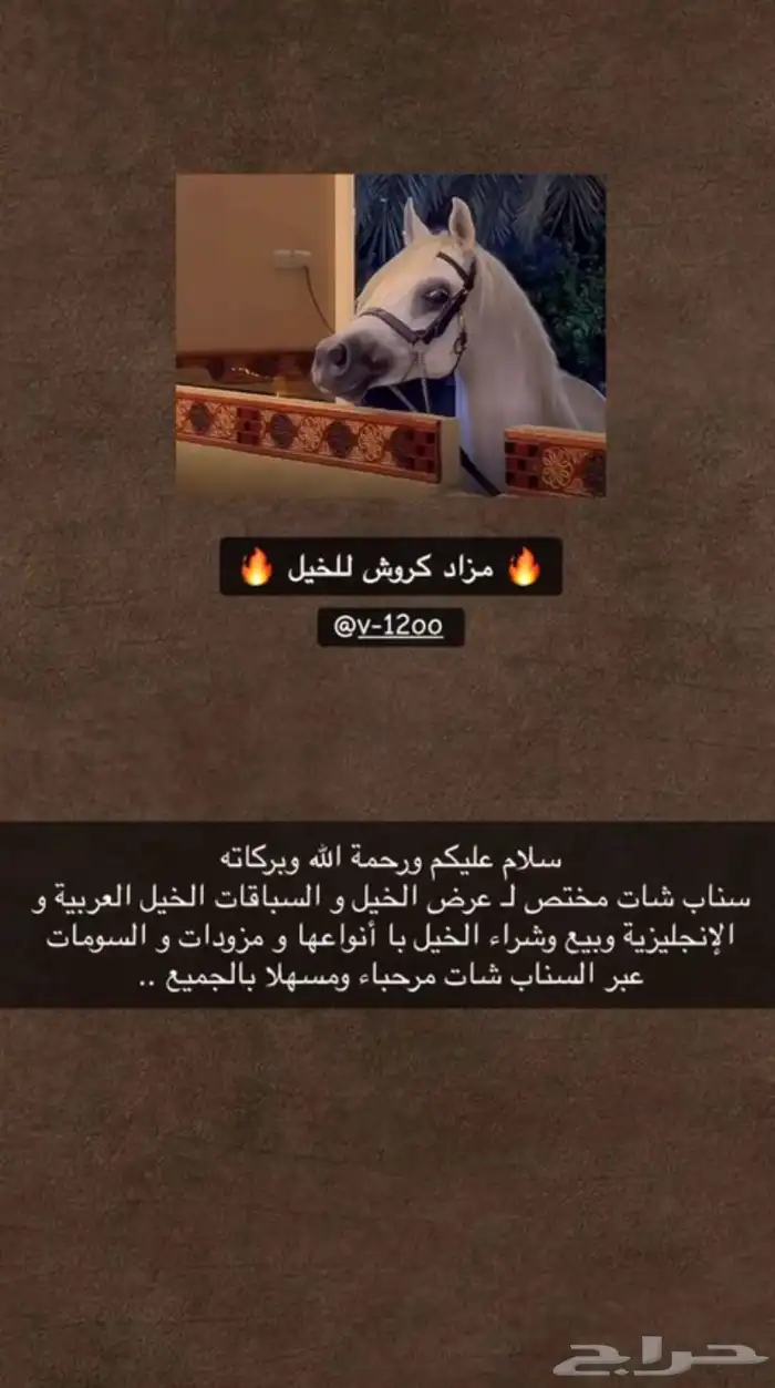 سناب لعرض الخيل 0