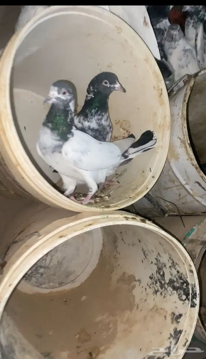 حمام باكستاني 0