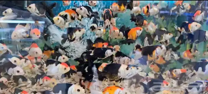 متوفر جميع انواع اسماك الزينة متوفر جميع مستلزماتها 9