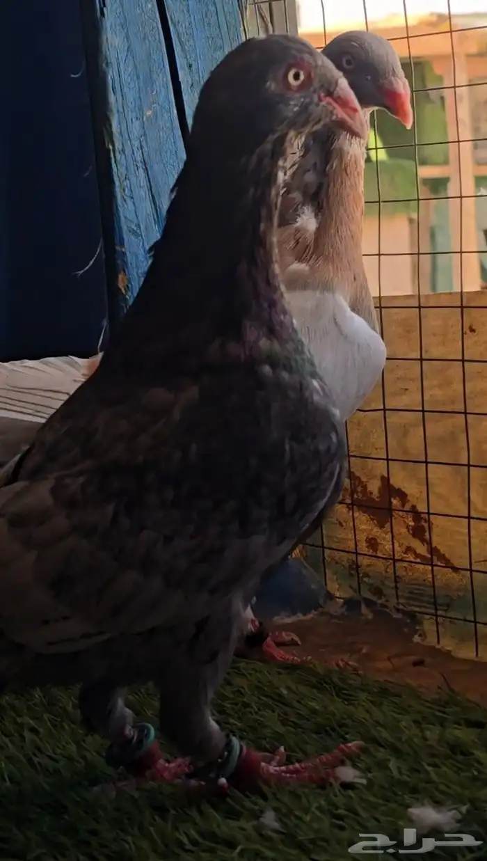 جوز دنش تووب التوب 5