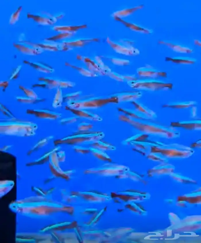 متوفر جميع انواع اسماك الزينة متوفر جميع مستلزماتها 19