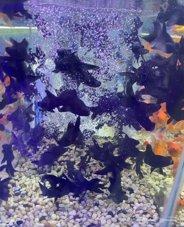 متوفر جميع انواع اسماك الزينة متوفر جميع مستلزماتها 14