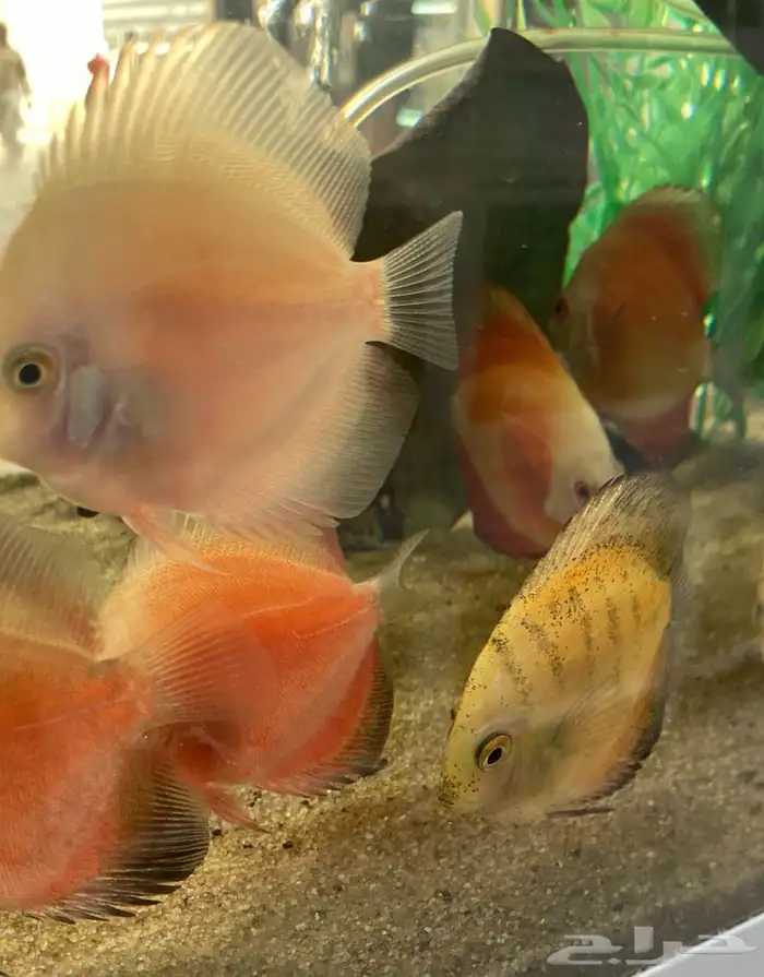 متوفر جميع انواع اسماك الزينة متوفر جميع مستلزماتها 23