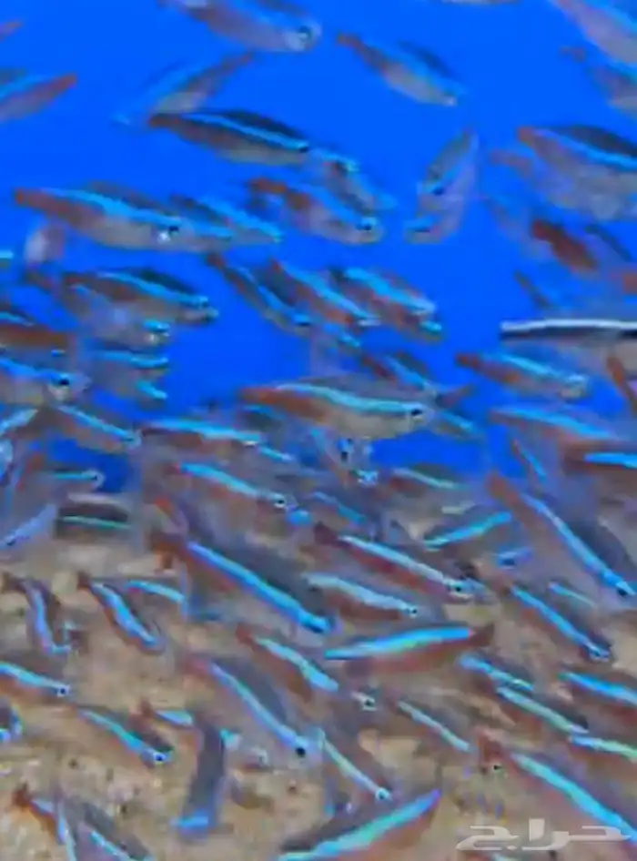 متوفر جميع انواع اسماك الزينة متوفر جميع مستلزماتها 22