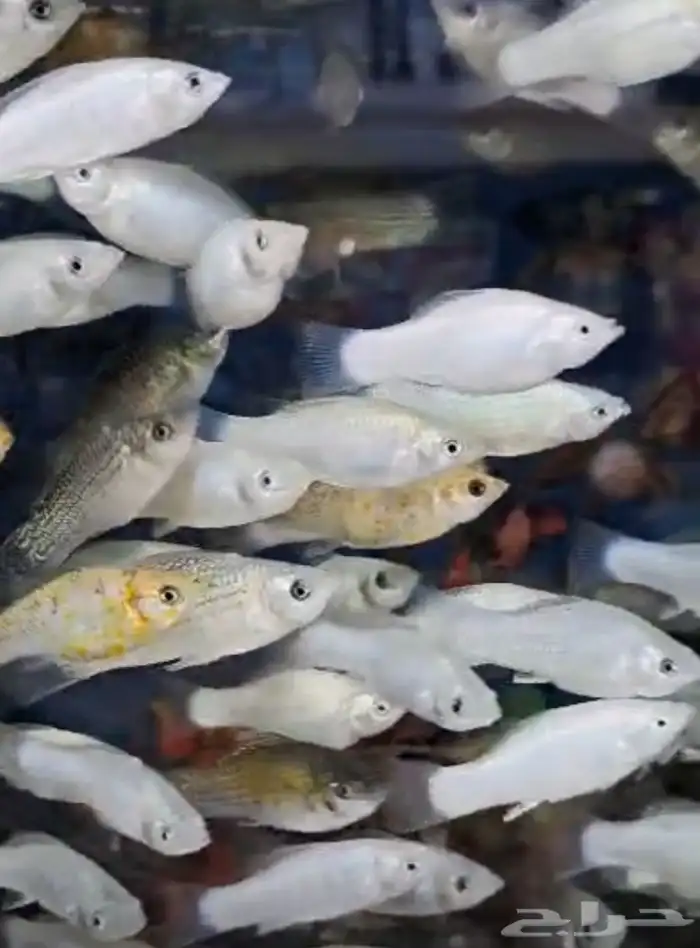 متوفر جميع انواع اسماك الزينة متوفر جميع مستلزماتها 3