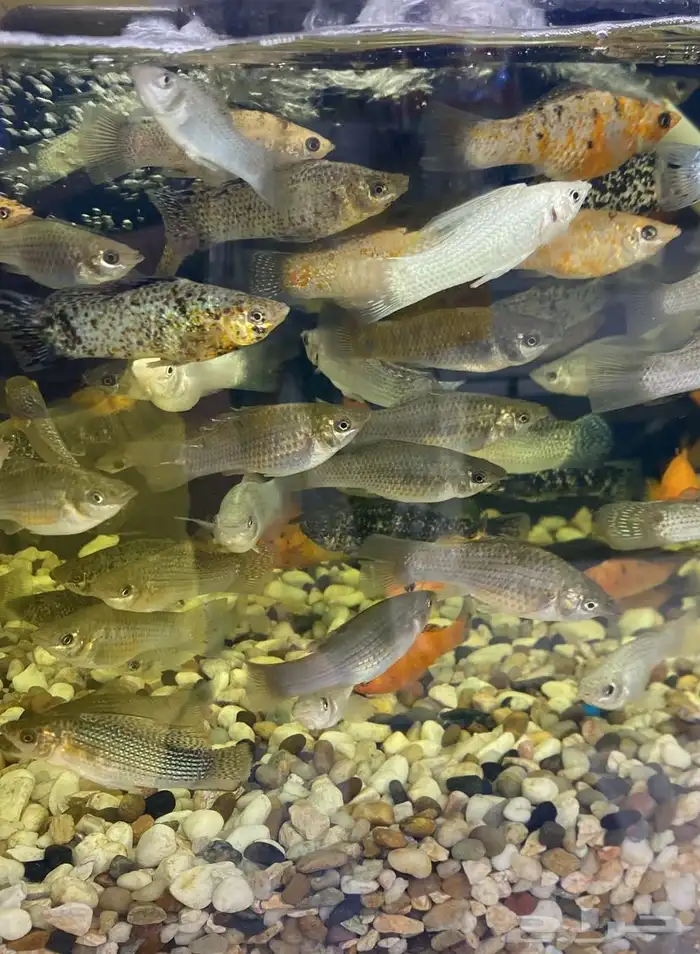 متوفر جميع انواع اسماك الزينة متوفر جميع مستلزماتها 11