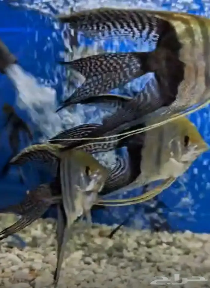 متوفر جميع انواع اسماك الزينة متوفر جميع مستلزماتها 2