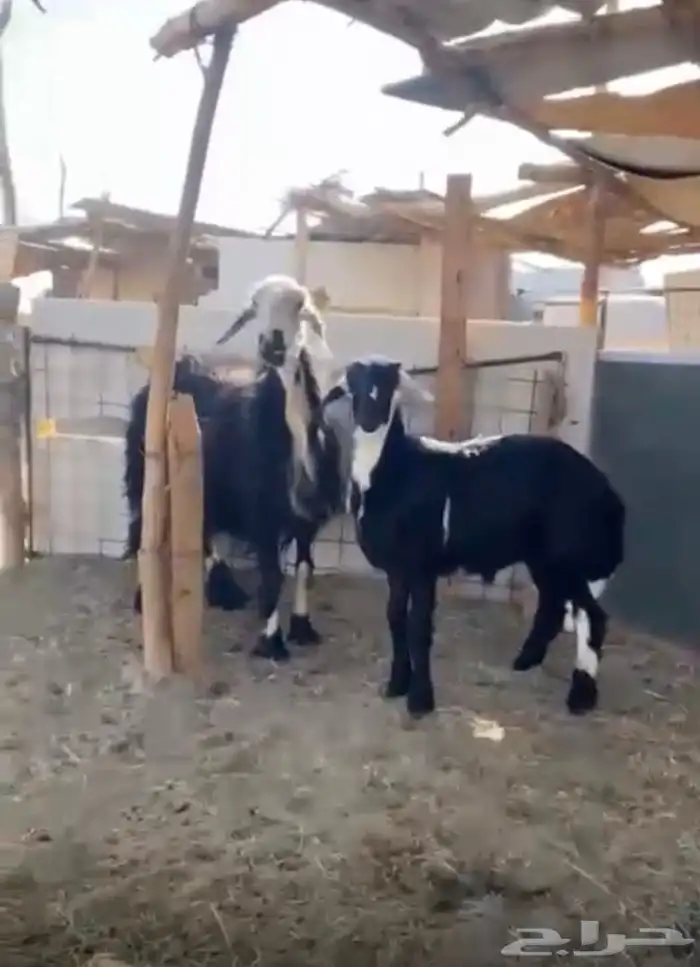 للبيع متبع نجديه 1