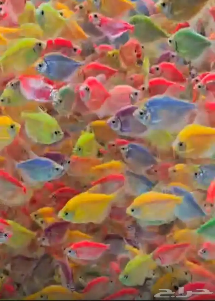 متوفر جميع انواع اسماك الزينة متوفر جميع مستلزماتها 8