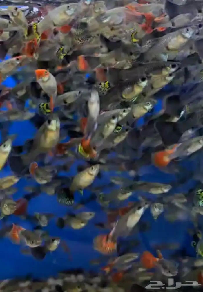 متوفر جميع انواع اسماك الزينة متوفر جميع مستلزماتها 4