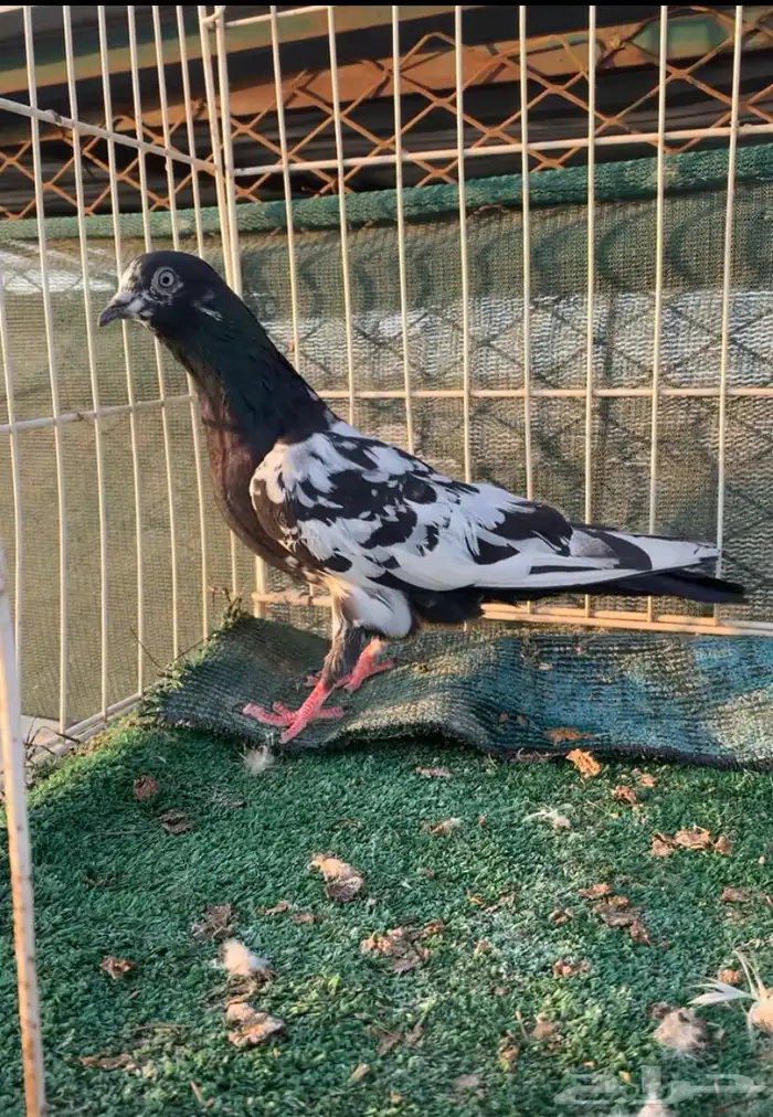 حمام بكستاني للبيع 2