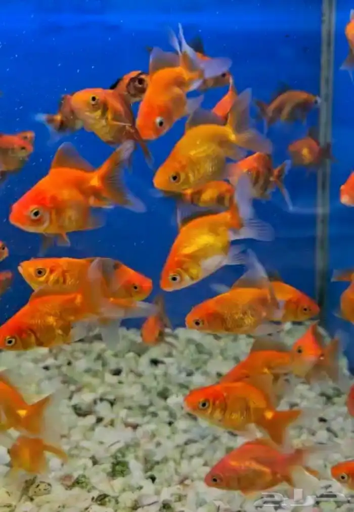 متوفر جميع انواع اسماك الزينة متوفر جميع مستلزماتها 5