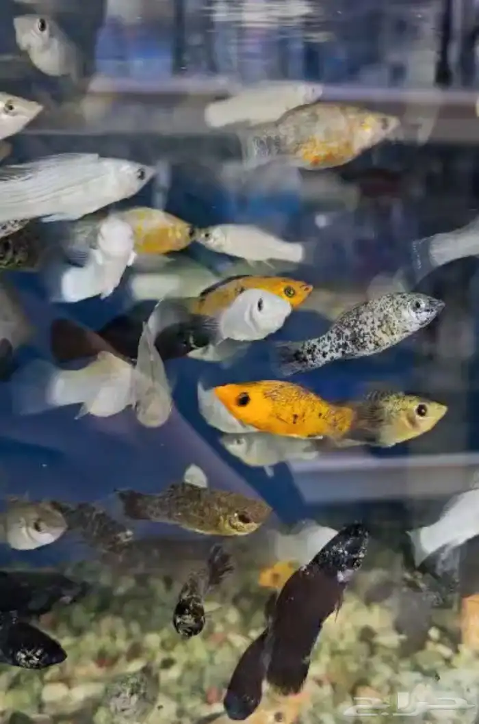 متوفر جميع انواع اسماك الزينة متوفر جميع مستلزماتها 6