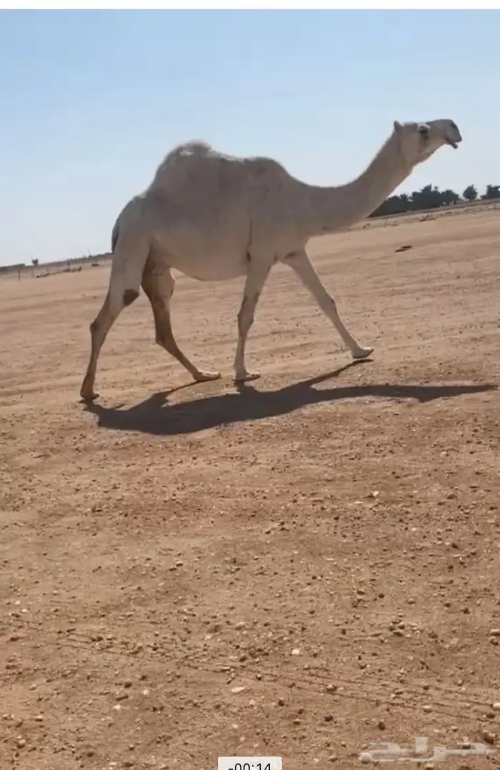 البيع اناقه الكفو 0