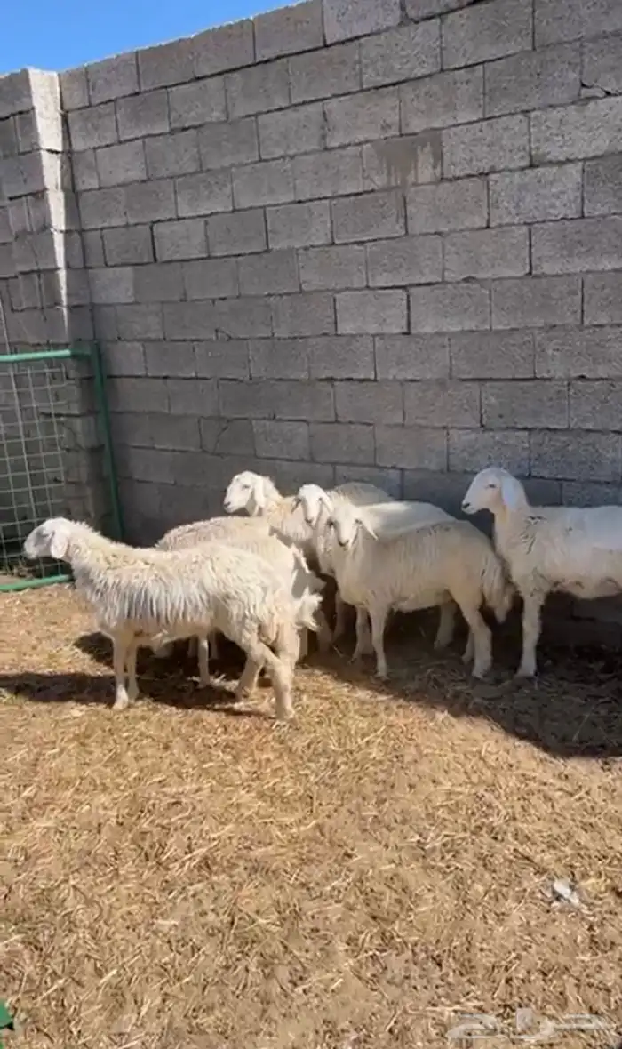 رخال حري شحم فل 0