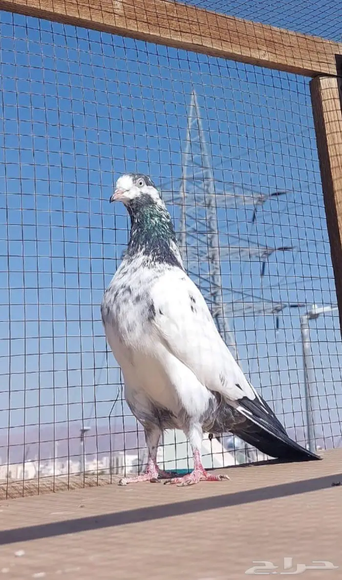 حمام باكستاني تيدي 0