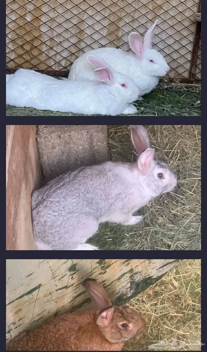 ارانب للبيع 1