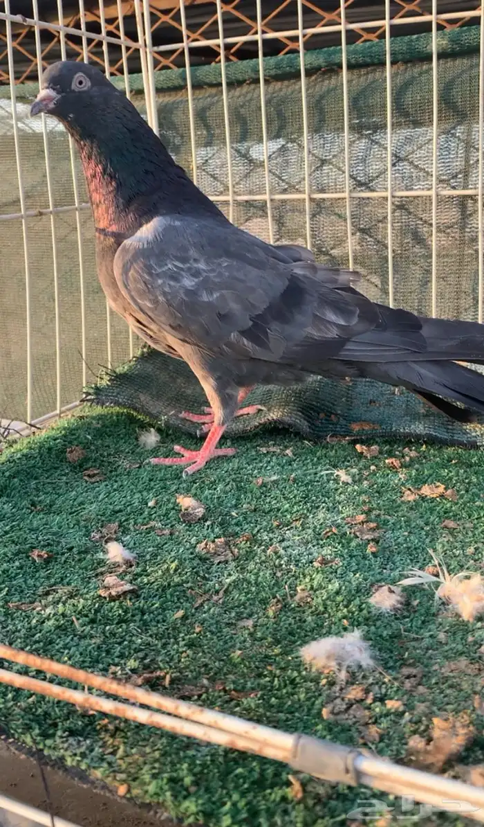 حمام بكستاني للبيع 1